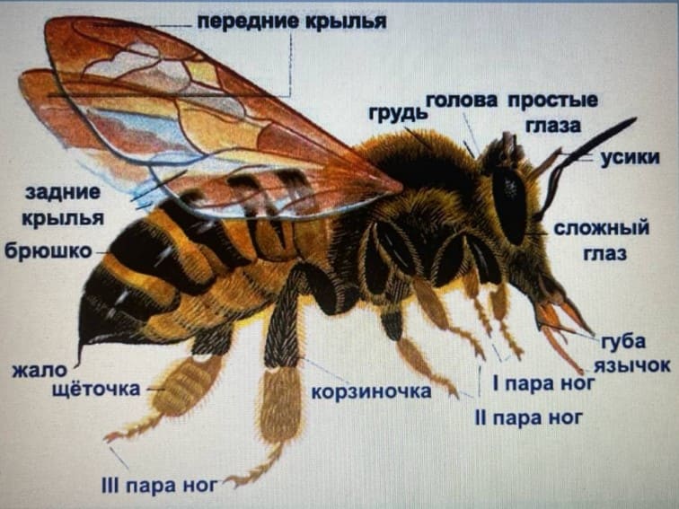 Эффективная борьба с пчелами