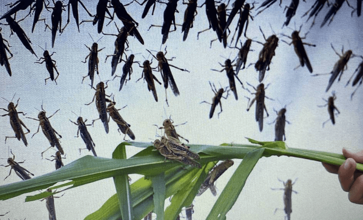 уничтожение саранчи