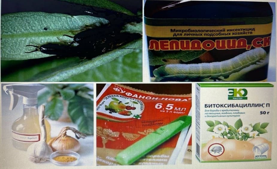 Укус уховёртки