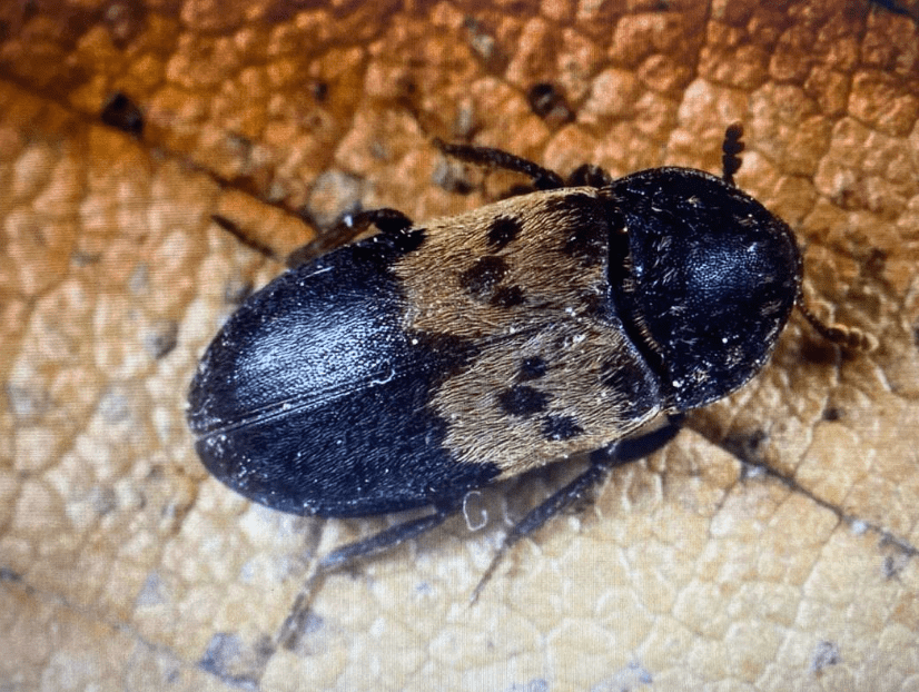 уничтожение кожееда