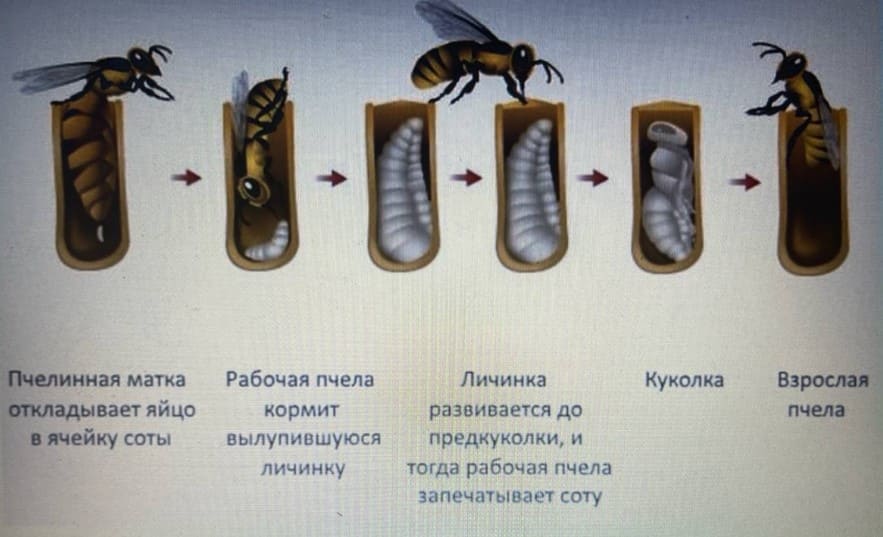 МЕТОДЫ БОРЬБЫ С ПЧЕЛАМИ