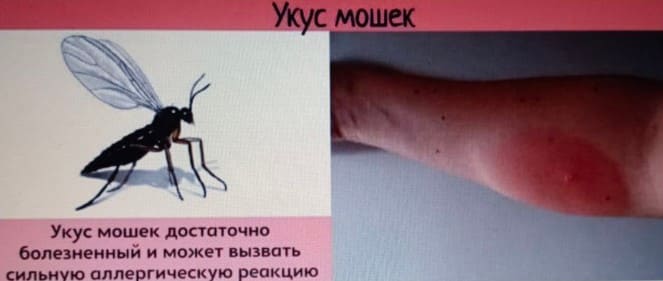 Как защититься от мошек на природе