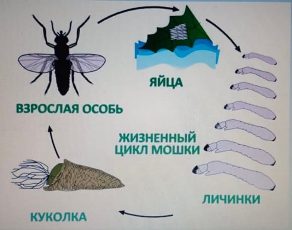Как избавиться от мошек на кухне