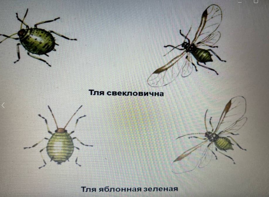 уничтожение тли