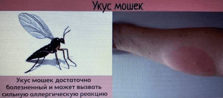 обработка от мошек