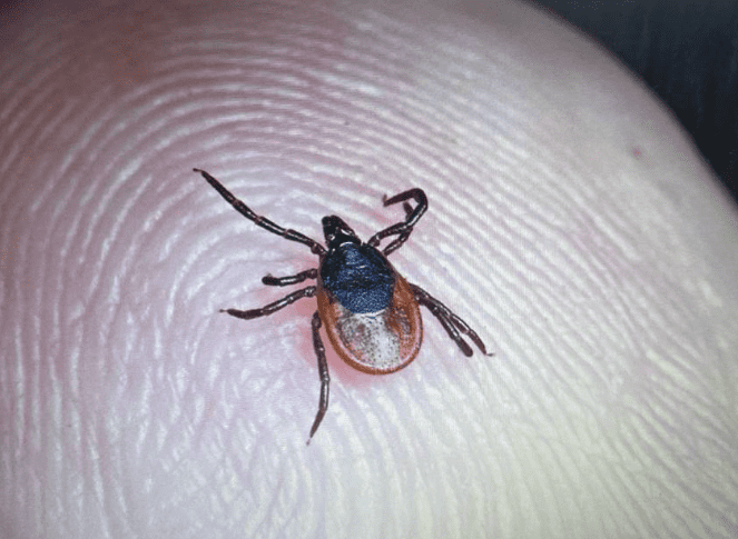 обработка от клещей