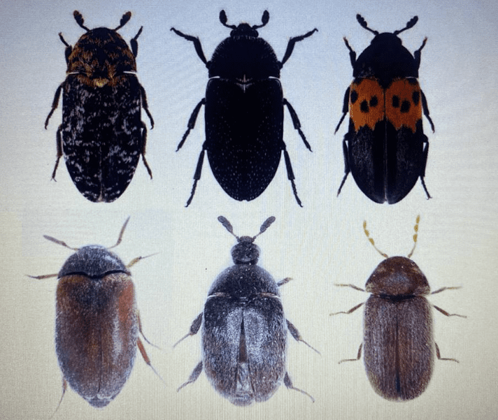 уничтожение кожееда