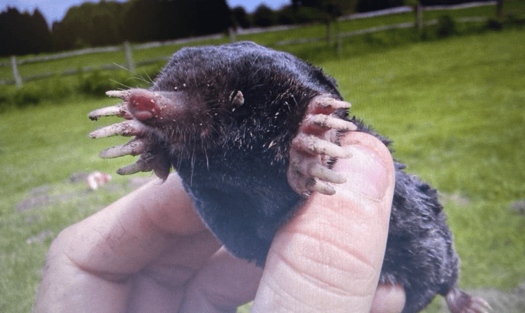 уничтожение кротов