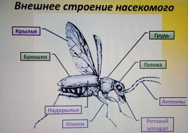 Как избавиться от мошек в доме