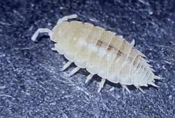 уничтожение мокриц