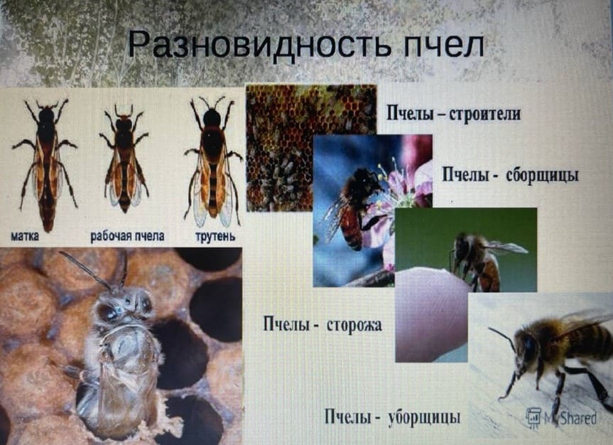 Где пчелы обитают чаще всего