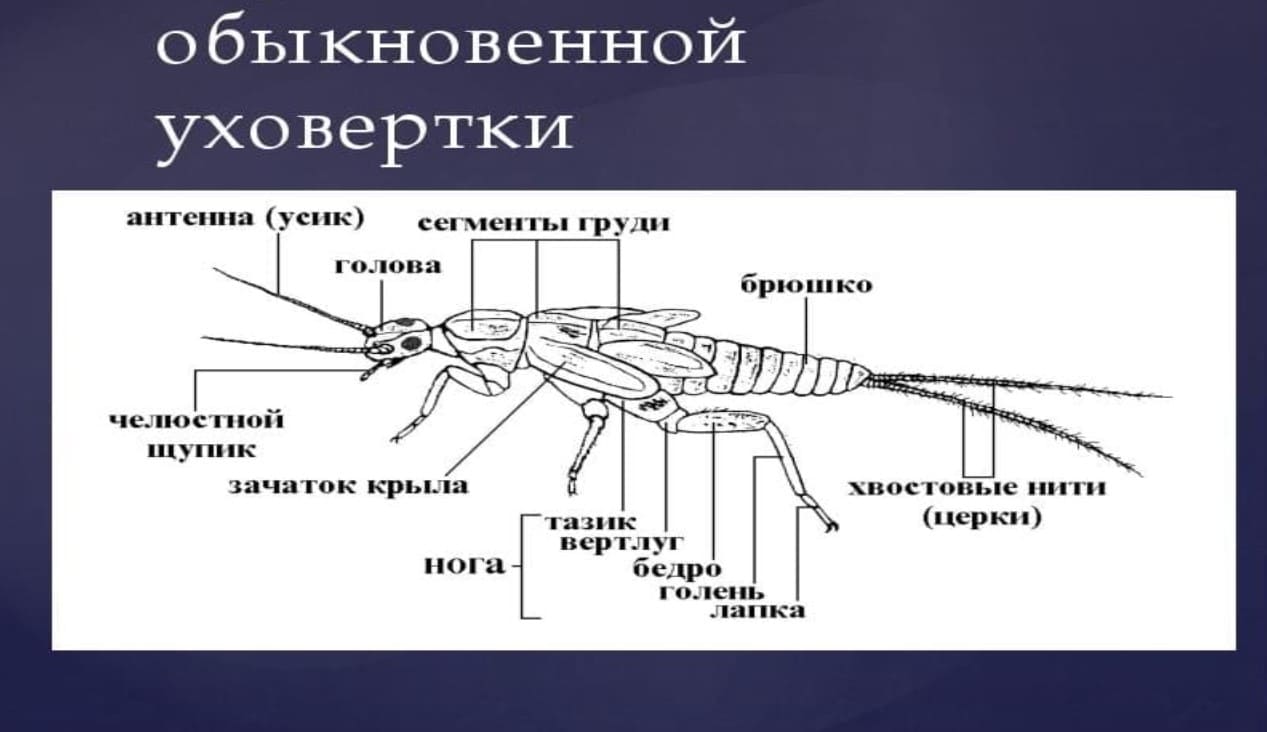 Кто такая уховёртка